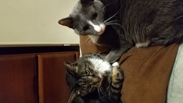 こみま's profile|Housekeeping Matching Platform TASKAJI -from 1500 yen/hour