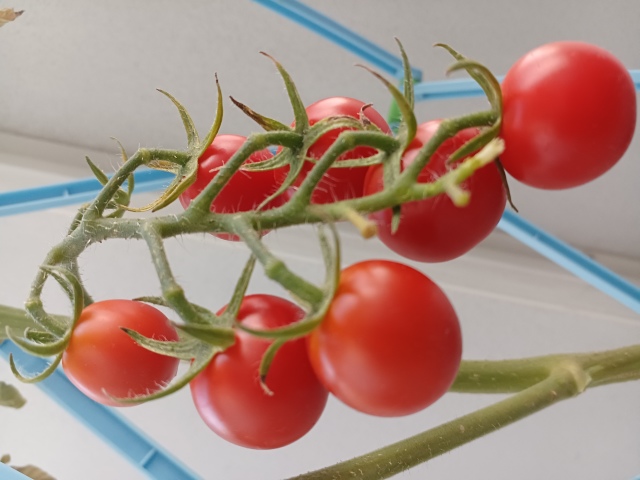 くーこさん's profile|Housekeeping Matching Platform TASKAJI -from 1500 yen/hour